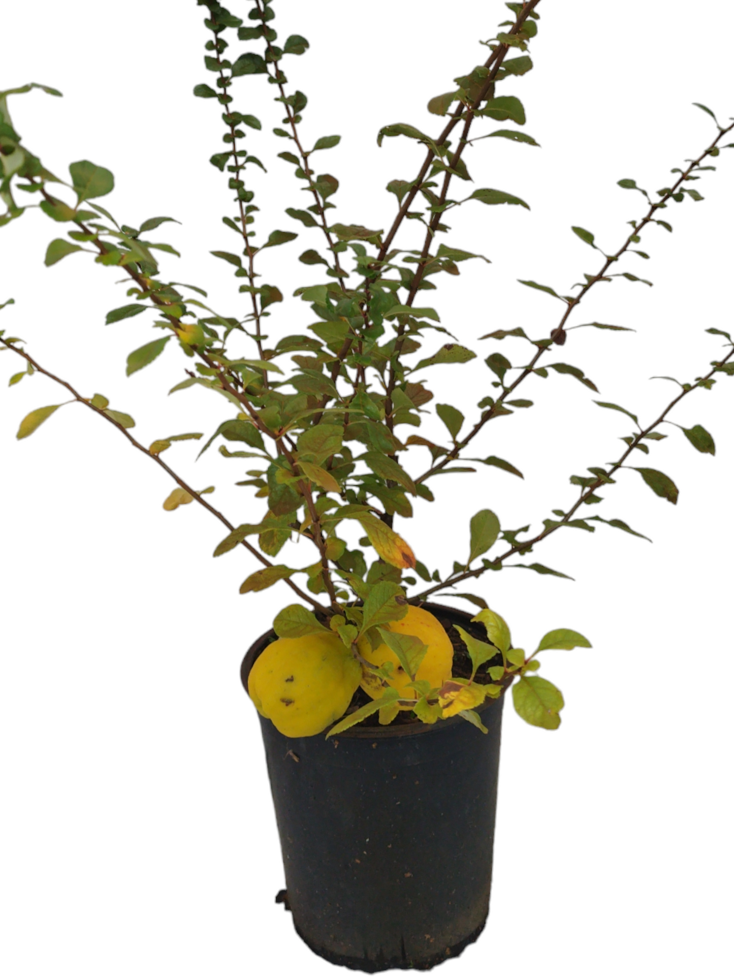 Chaenomeles "Cido"
