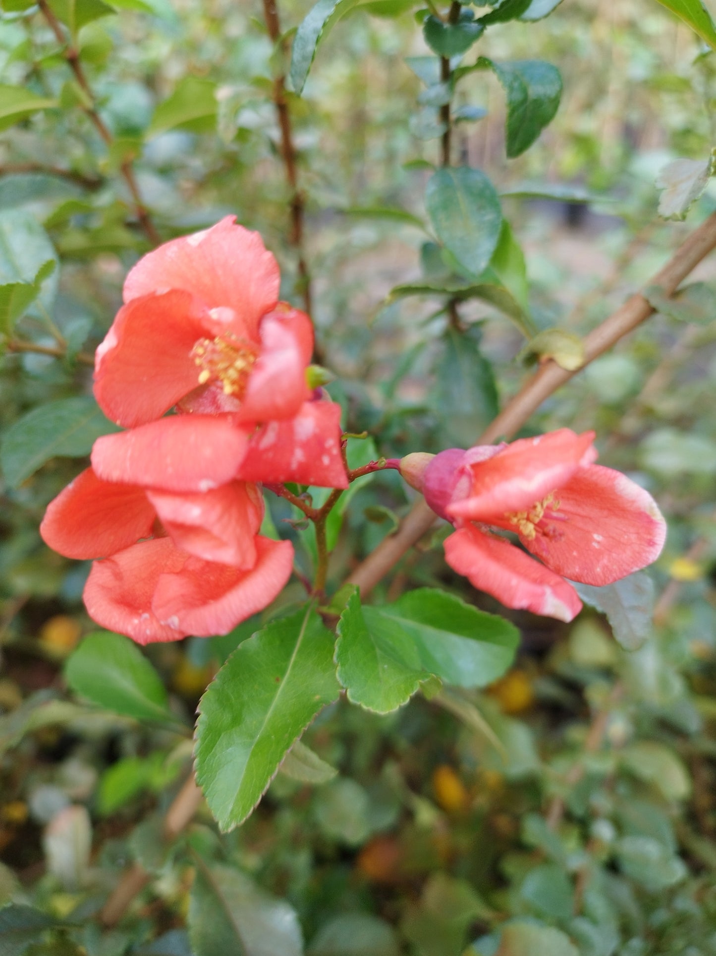 Chaenomeles "Cido"