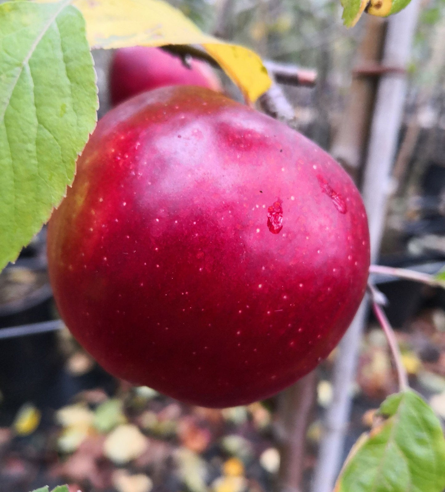 Malus "Liberty"
