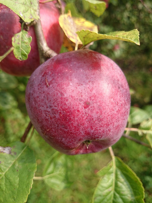 Malus "Liberty"