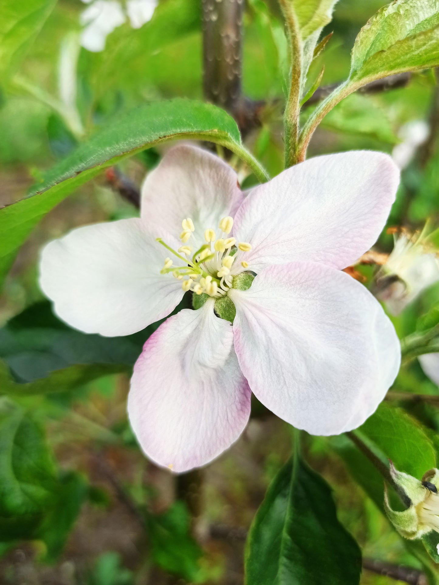 Malus 'Sir Prize'