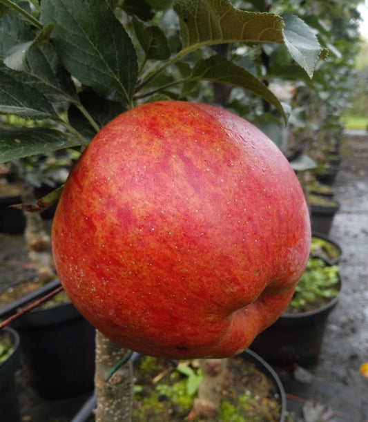 Säulenapfel Rondo