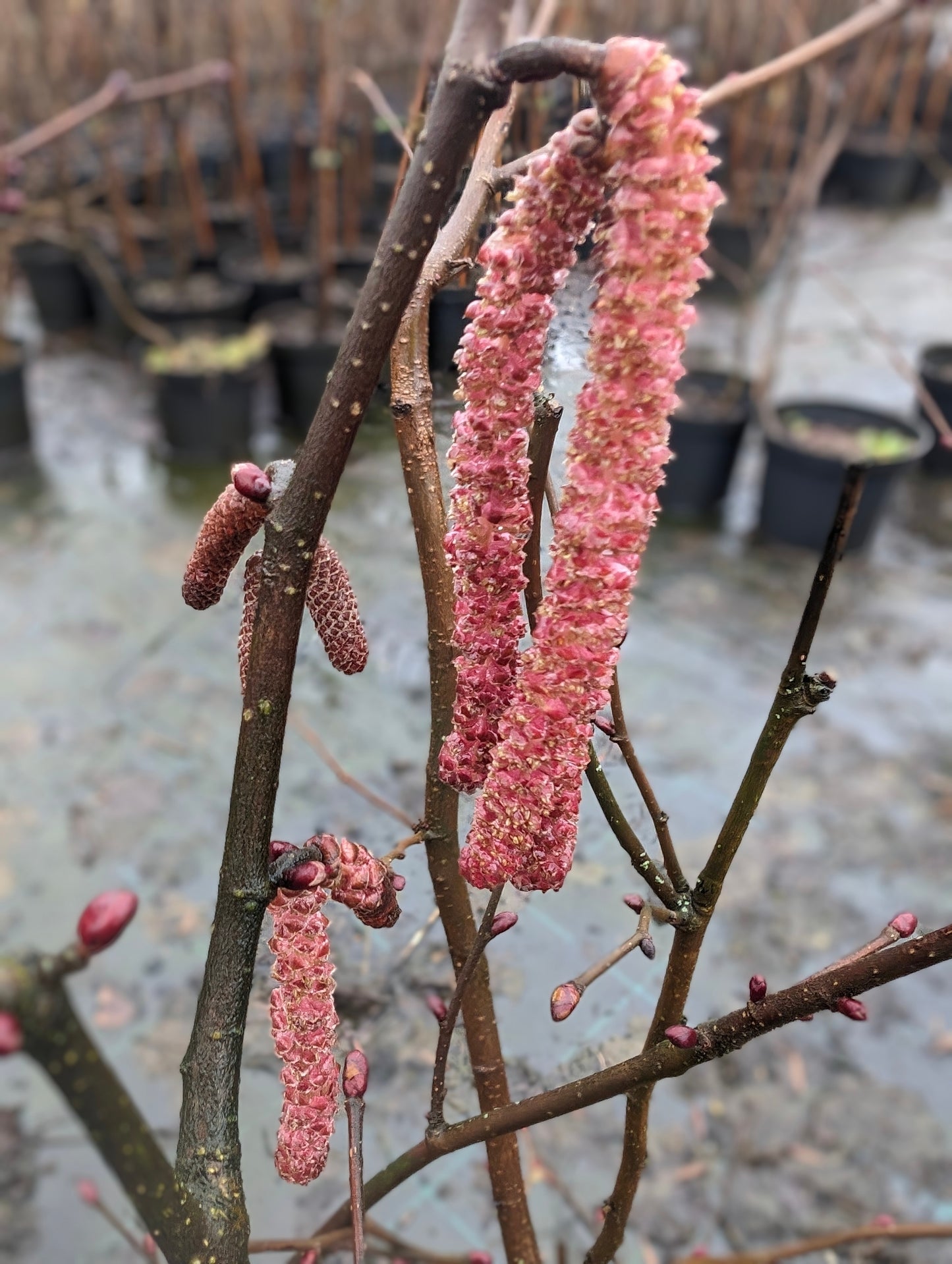 Haselnuss 'Rote Zellernuss'