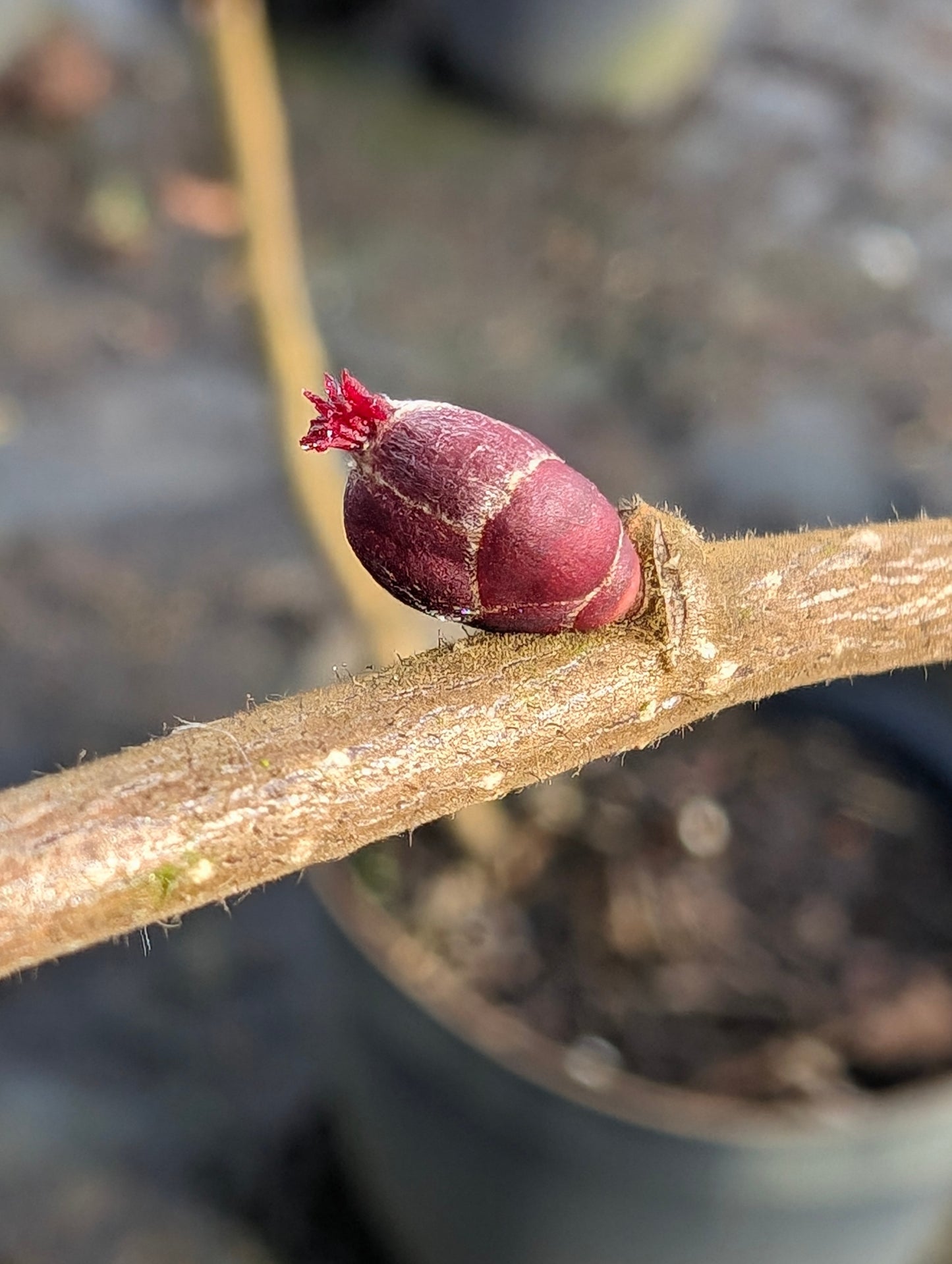 Haselnuss 'Rote Zellernuss'