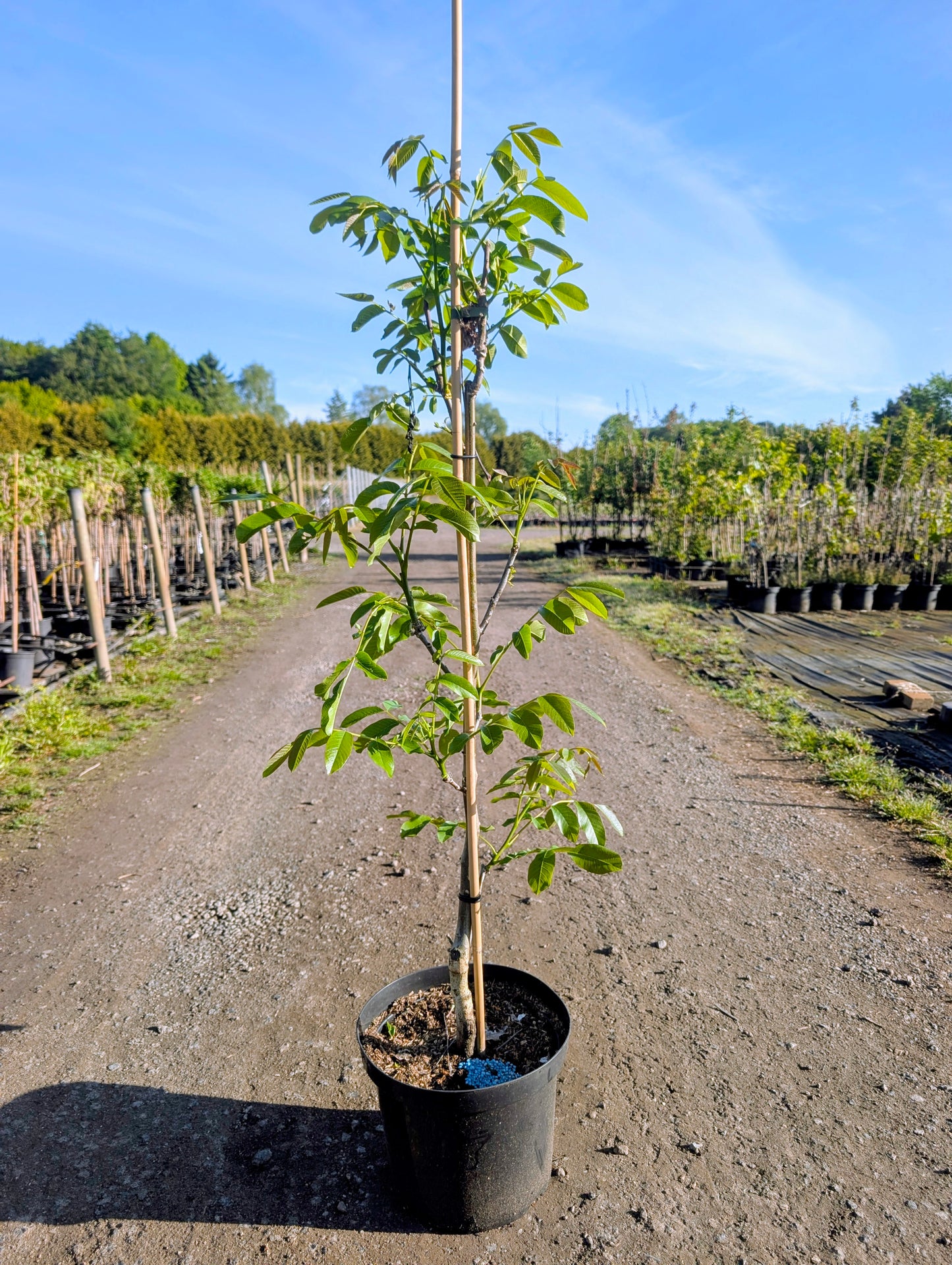 Walnuss Esterhazy II Juglans regia