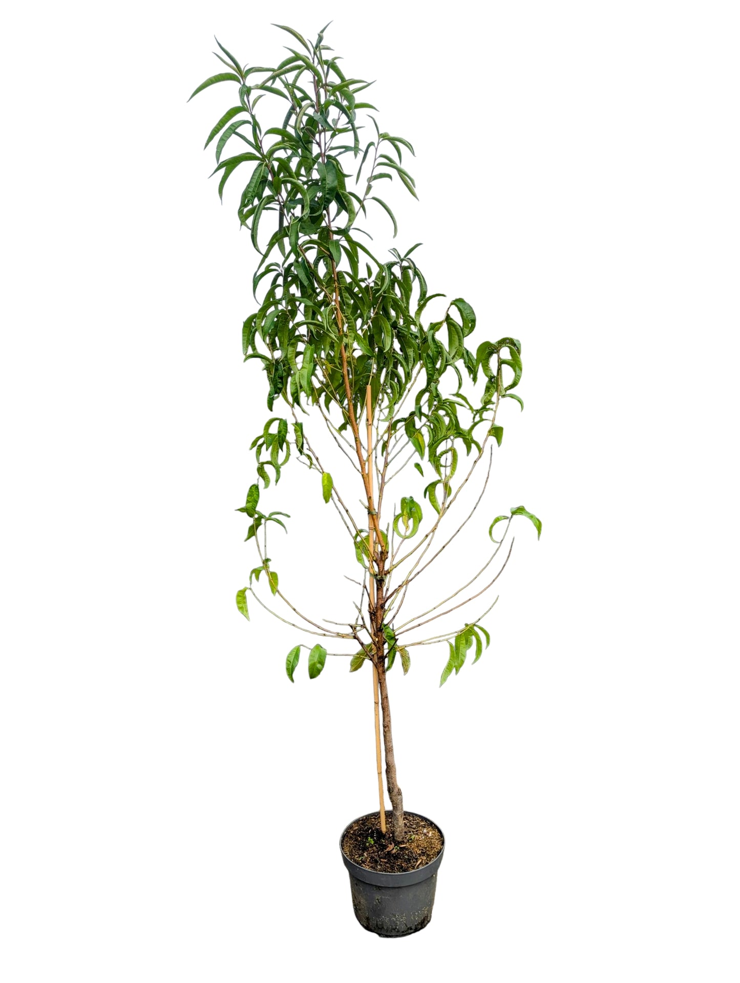 Pfirsich Echter Roter Weinbergpfirsich