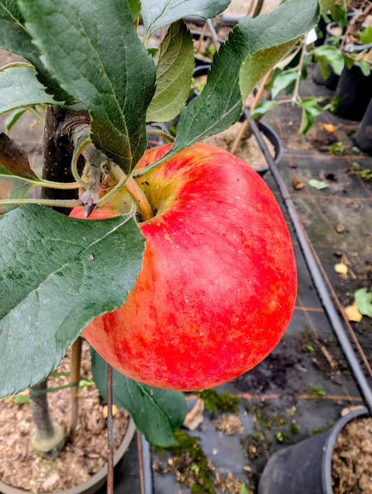 Geheimrat Oldenburg Apfel – aromatische, saftig-säuerliche Traditionssorte | früher Herbstapfel, robust & ideal für den Hausgarten