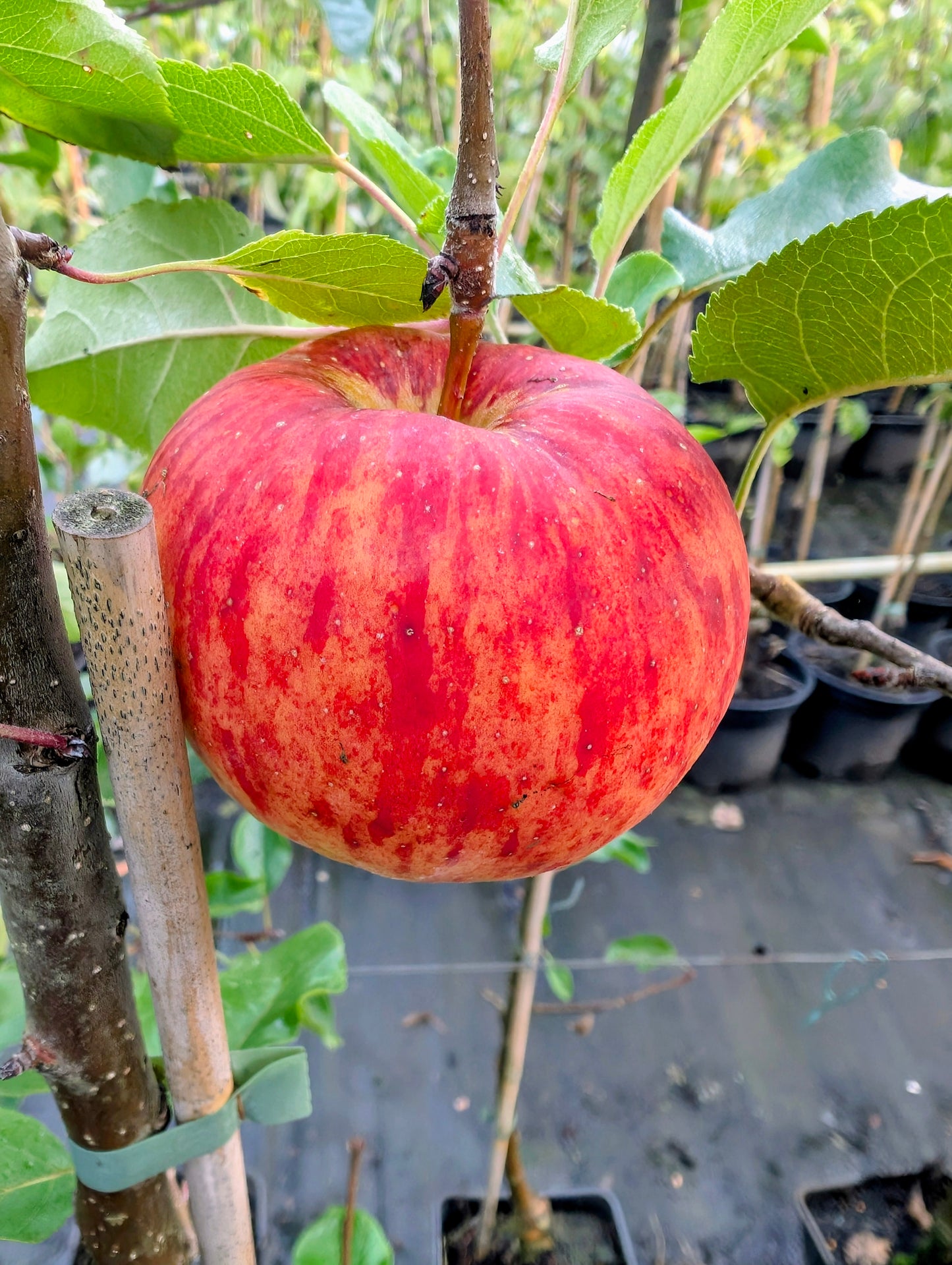 Apfel Topaz – aromatische, schorfresistente Winterapfelsorte für Garten und Lagerung