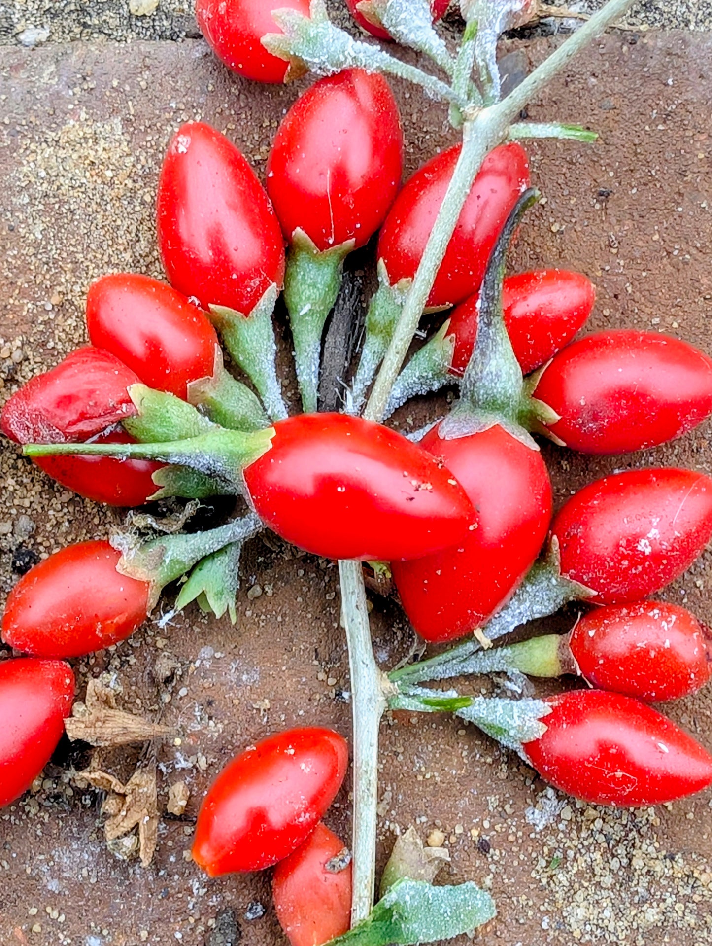 Gojibeere, Lycium barbarum