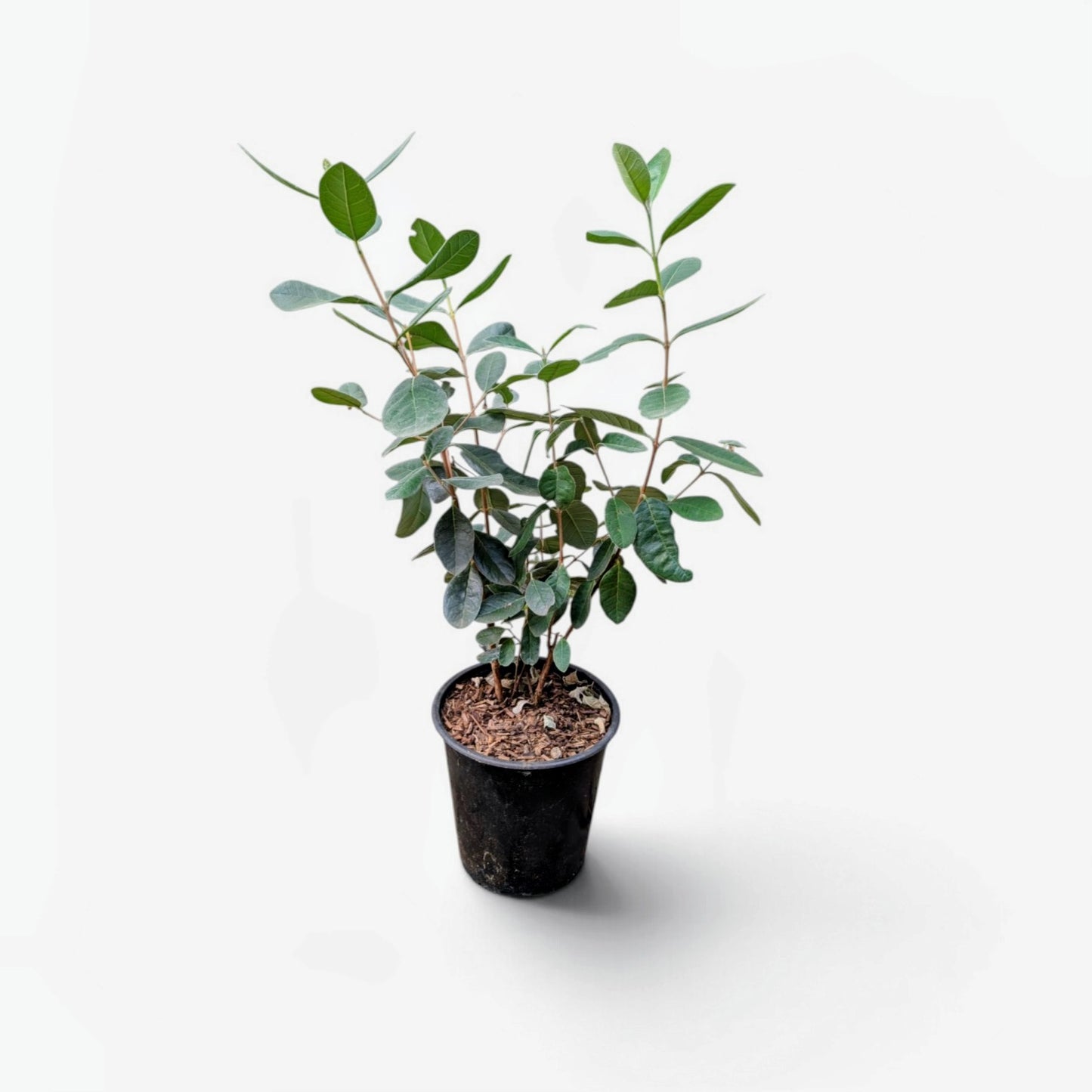 Acca sellowiana – Brasilianische Ananasguave | Feijoa | exotische Fruchtpflanze