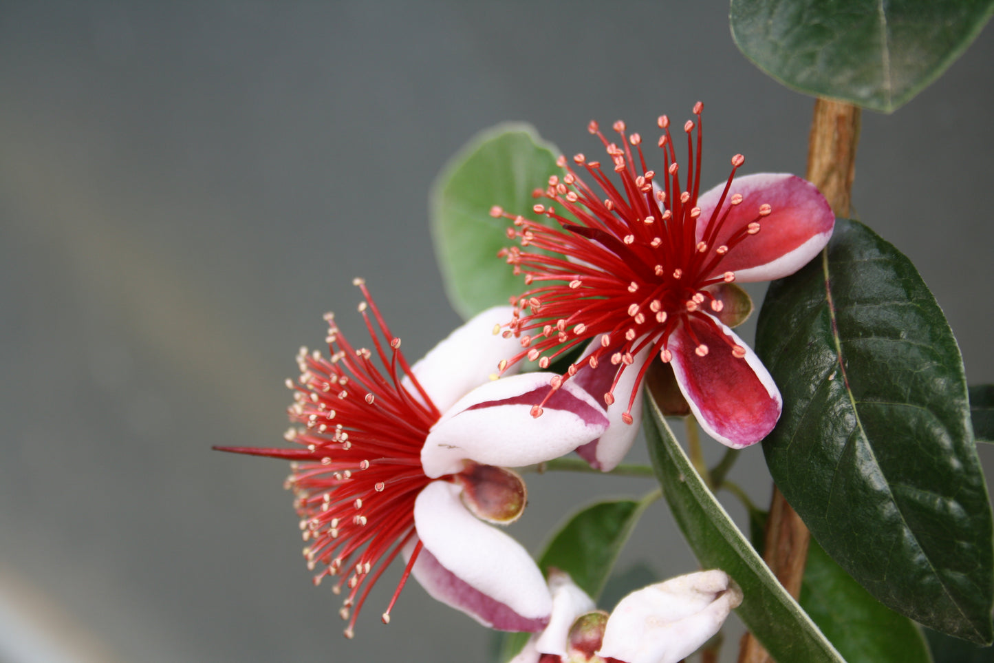 Acca sellowiana – Brasilianische Ananasguave | Feijoa | exotische Fruchtpflanze