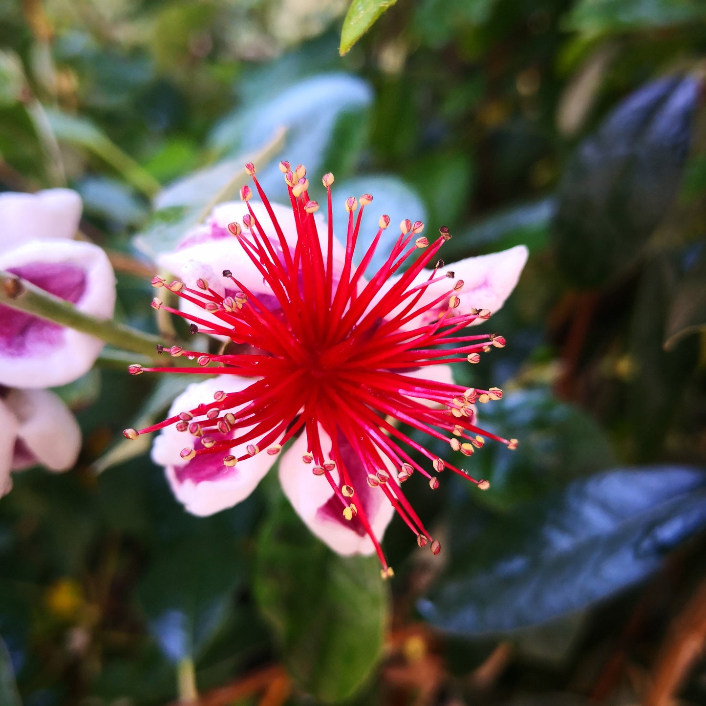 Acca sellowiana – Brasilianische Ananasguave | Feijoa | exotische Fruchtpflanze