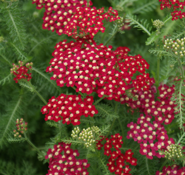 Schafgarbe Paprika Achillea Staudenpflanze rote Blüten robuste Gartenpflanze