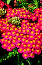 Schafgarbe Paprika Achillea Staudenpflanze rote Blüten robuste Gartenpflanze