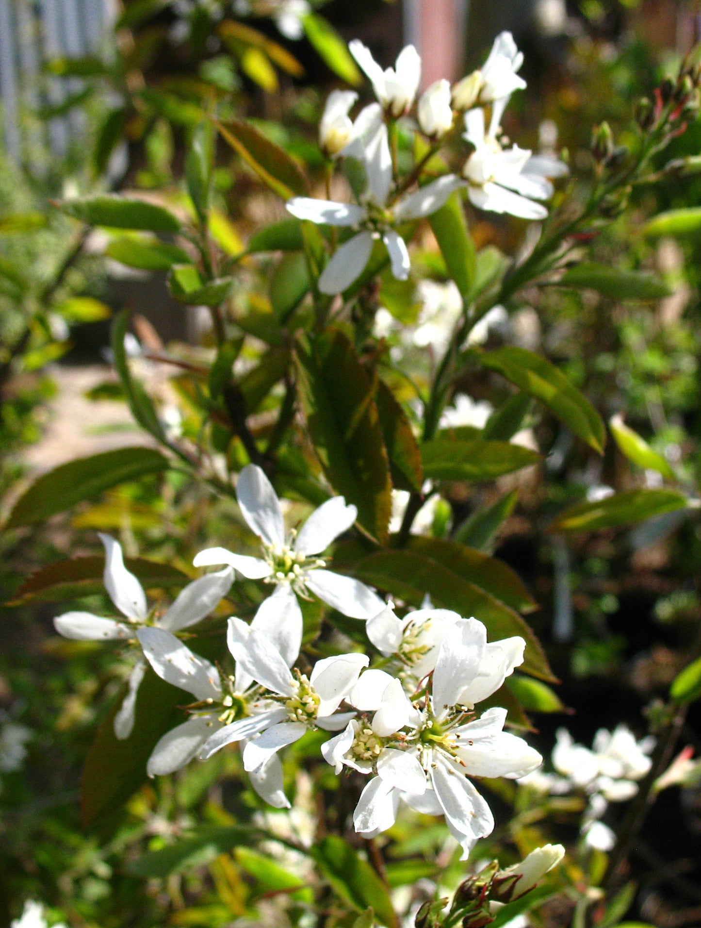 Großfrüchtige Felsenbirne Amelanchier alnifolia 'Saskablue'