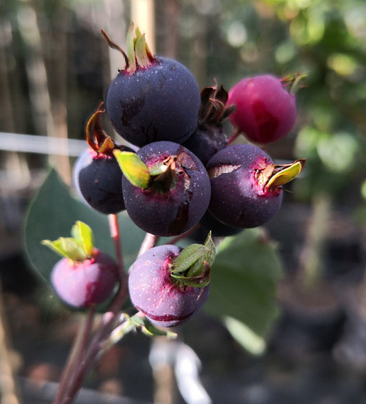 Großfrüchtige Felsenbirne Amelanchier alnifolia 'Saskablue'