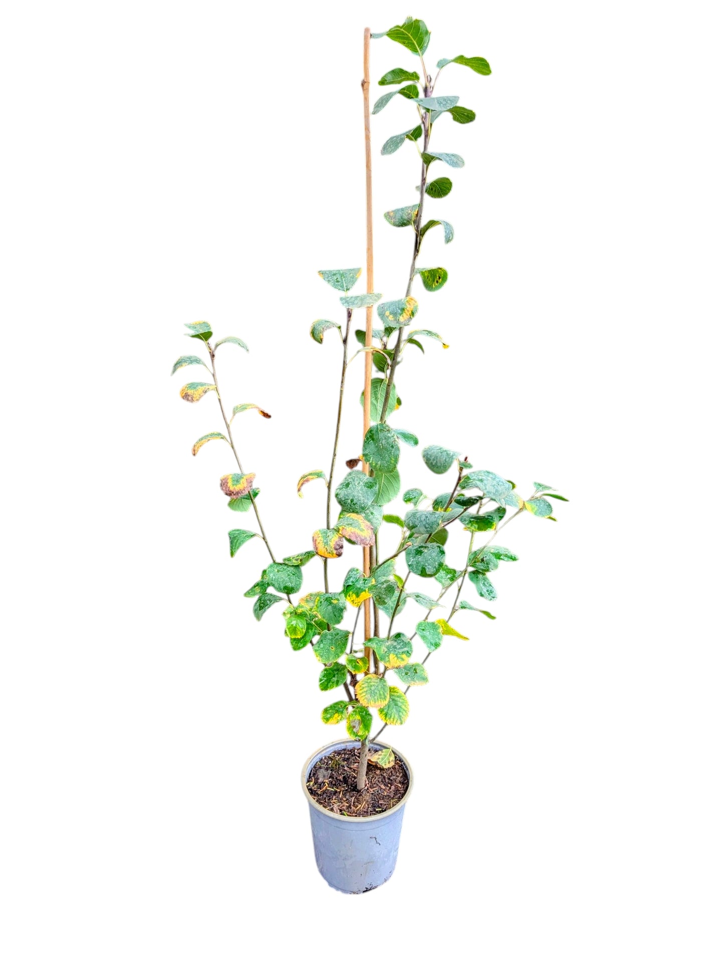 Felsenbirne Northline (Amelanchier alnifolia) – Großfrüchtige, winterharte Felsenbirne mit süßen Früchten