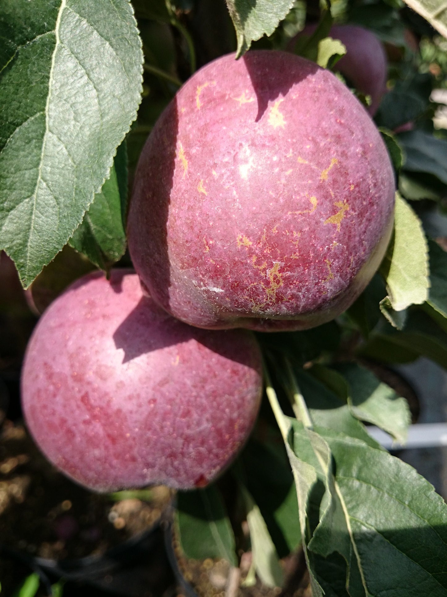 Säulenapfel „Blue Moon“ – platzsparender Apfelbaum für Balkon, Terrasse & Garten | winterhart | ideal für Kübel
