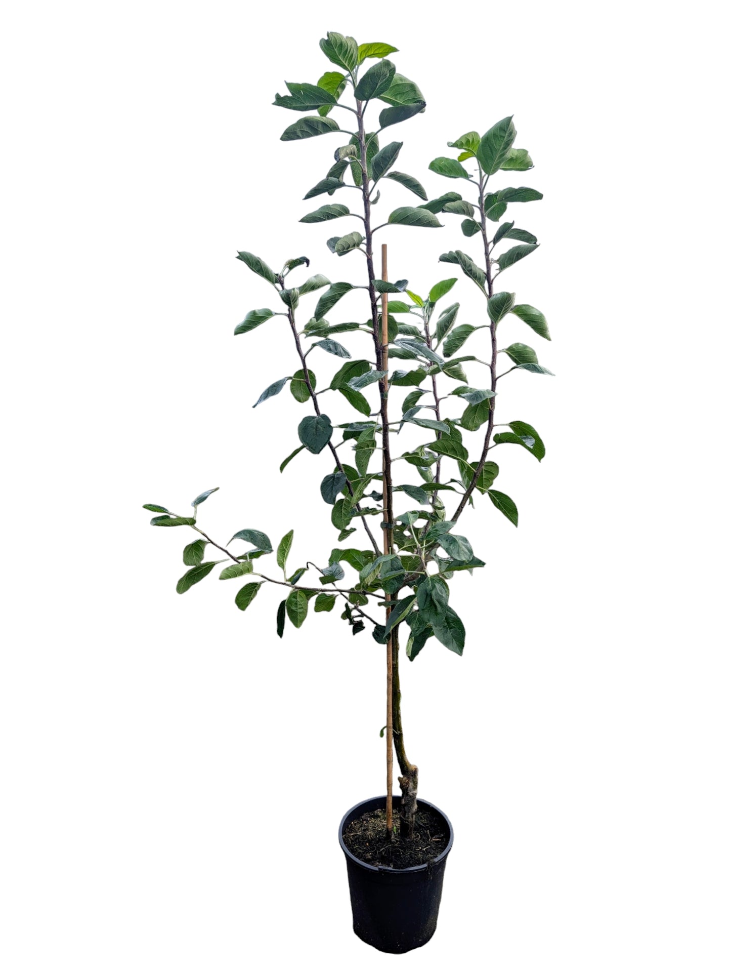 Apfelbaum „Jakob Lebel“ – alte Sorte – saftig & aromatisch – winterhart)