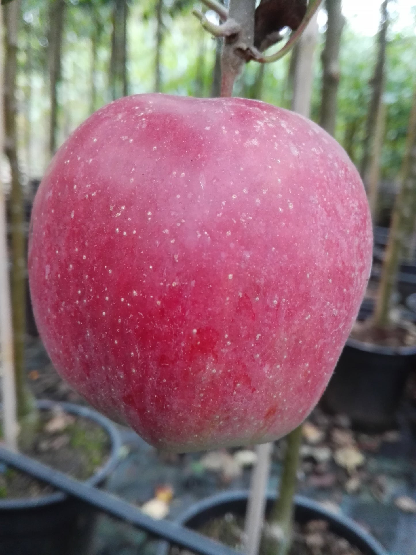 Duo Apfelbaum Grahams Jubiläumsapfel Gloster veredelter Obstbaum