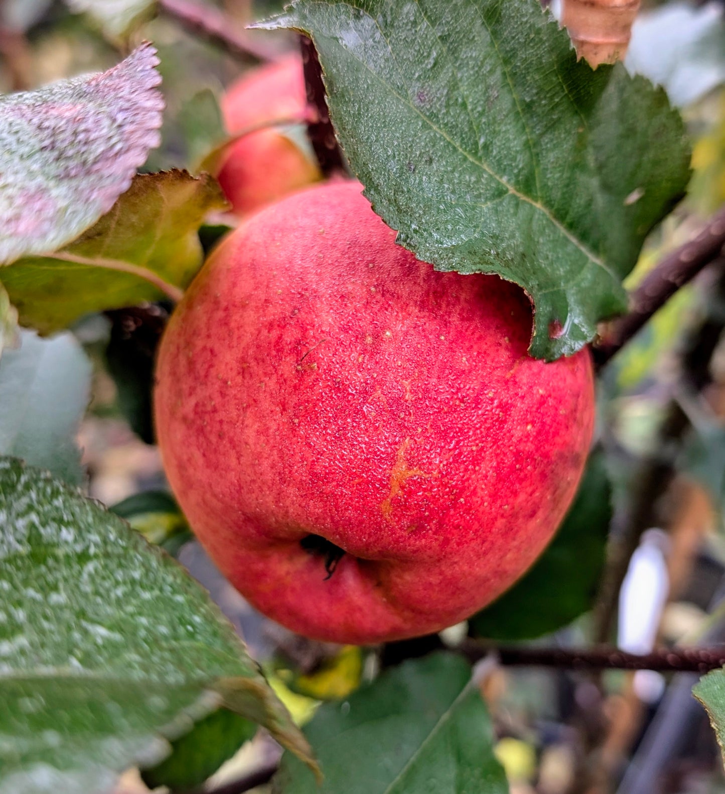 Malus domestica 'Ecolette'