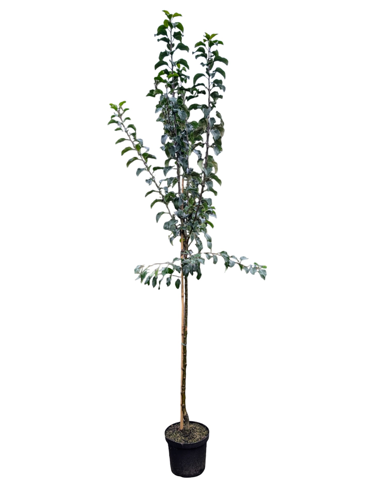 Altländer Pfannkuchenapfel, Malus domestica