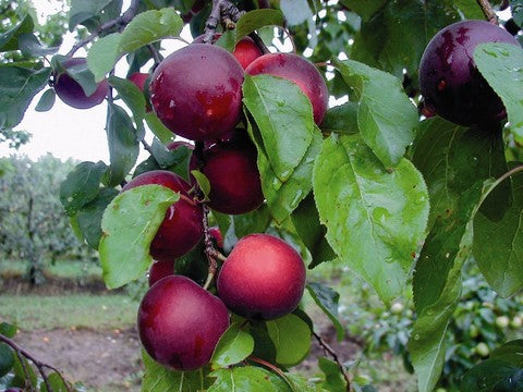 Aprikyra® XL-Pflanze– Aprikosen-Pflaumen-Hybride mit Kirscharoma | Winterhart | Ertragreich | Exklusive Obstneuheit