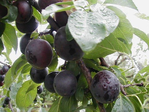 Aprisali® Obst| Süß-aromatische Premium-Kreuzung | Ertragreich | Rarität