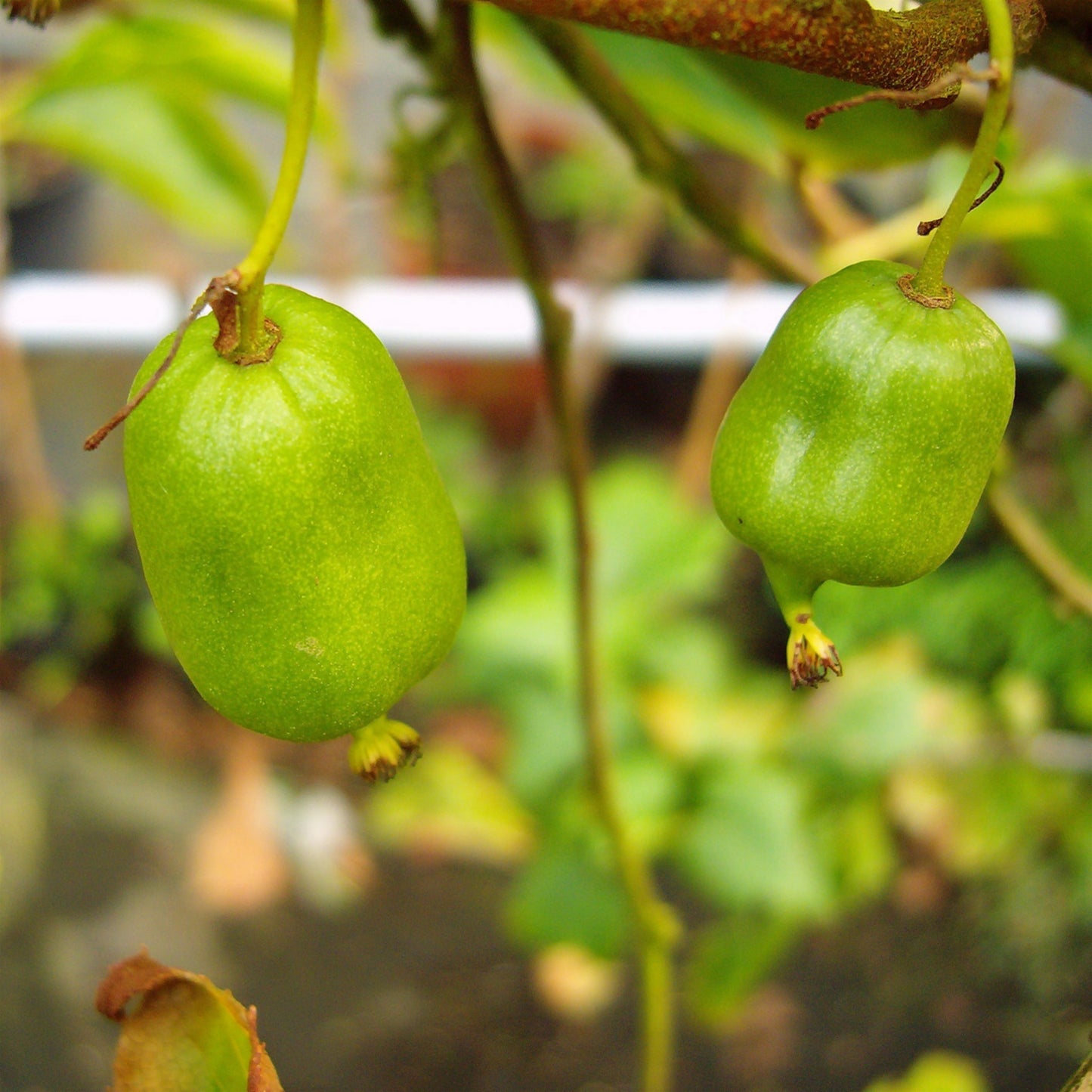 Minikiwi 'Vitikiwi'