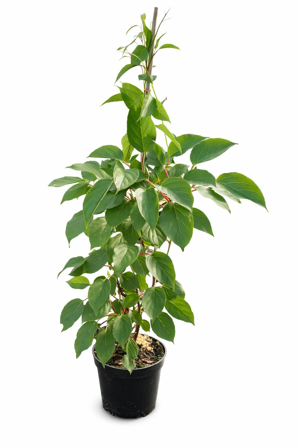 Kiwi Pflanze Bayernkiwi männlich Befruchter Pflanze robuste Sorte