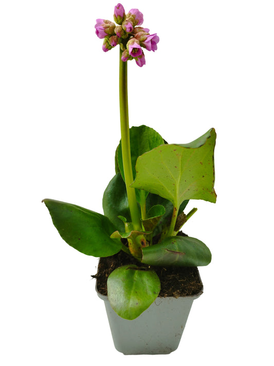 Bergenia, Bergenie , Set 6 Pflanzen im Tb 9cm