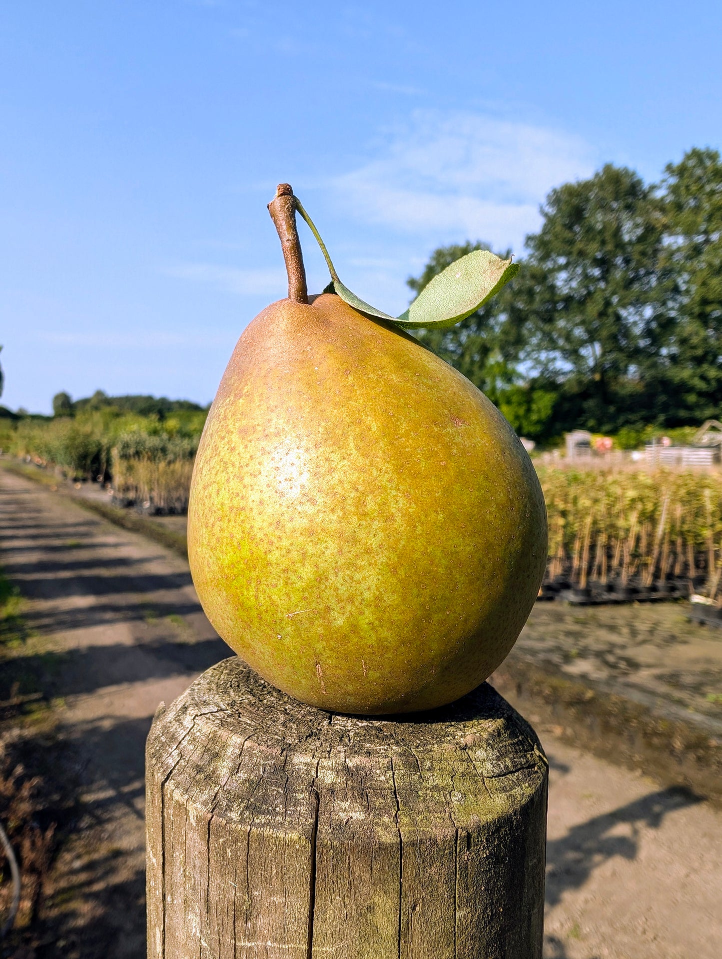 Zwei-Sorten-Birne Gellerts Butterbirne mit Rote Williams