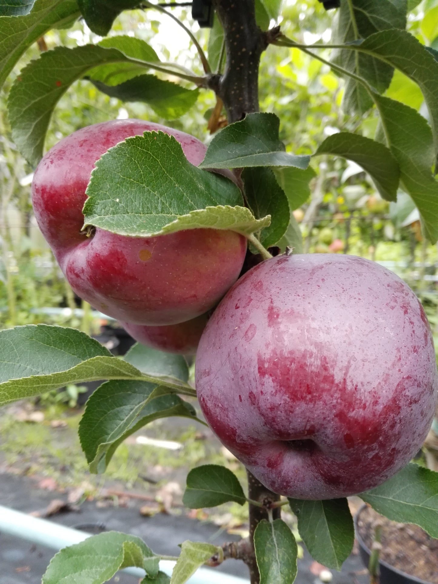Säulenapfel „Blue Moon“ – platzsparender Apfelbaum für Balkon, Terrasse & Garten | winterhart | ideal für Kübel