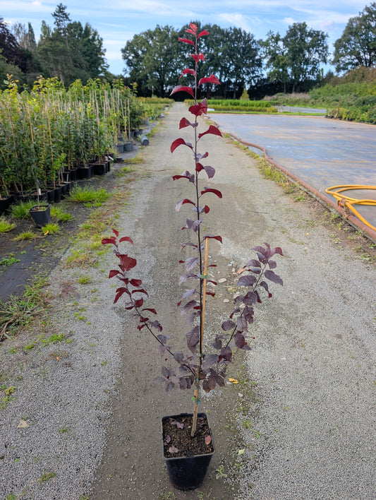 Blutpflaume Prunus cistena- Ziergehölz mit auffallender Schönheit