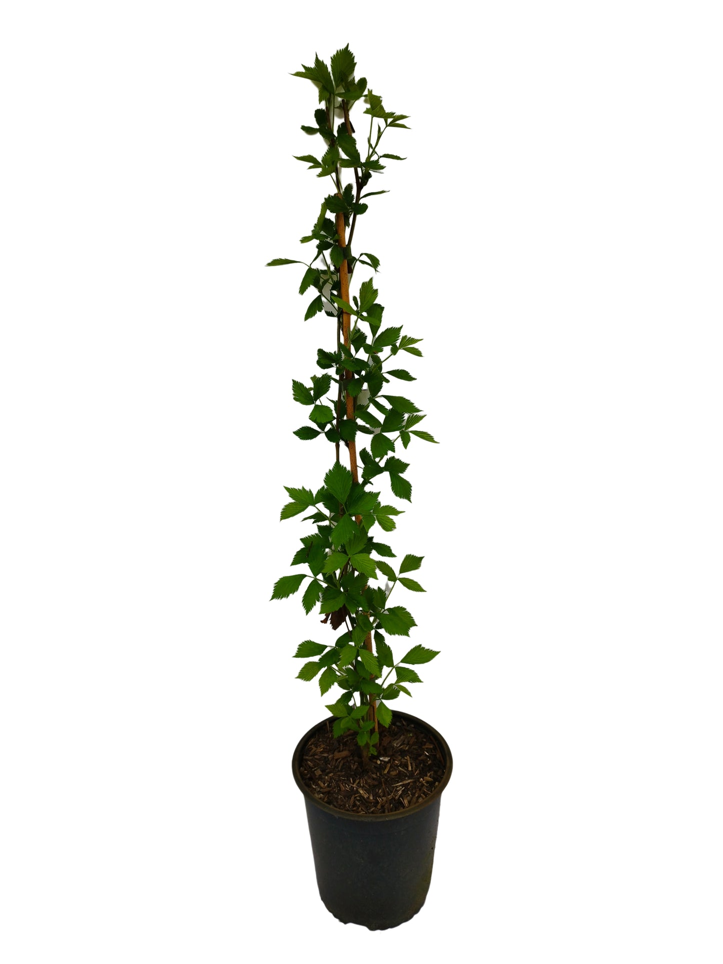 Brombeere 'Asterina'