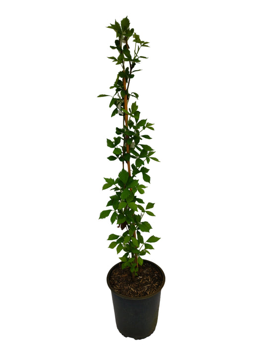Brombeere 'Asterina'