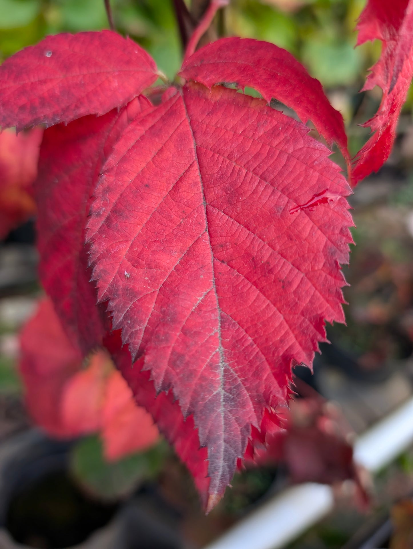 Brombeere 'Loch Tay'