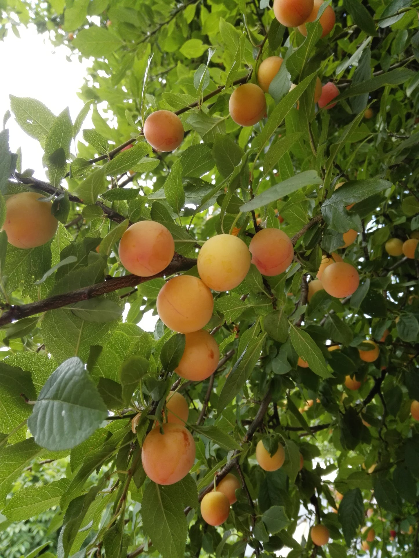 Duo-Baum 'Bunte Kirschpflaume Milanka' / Schlehe 'Reto'