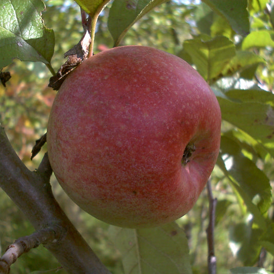 Altländer Pfannkuchenapfel, Malus domestica