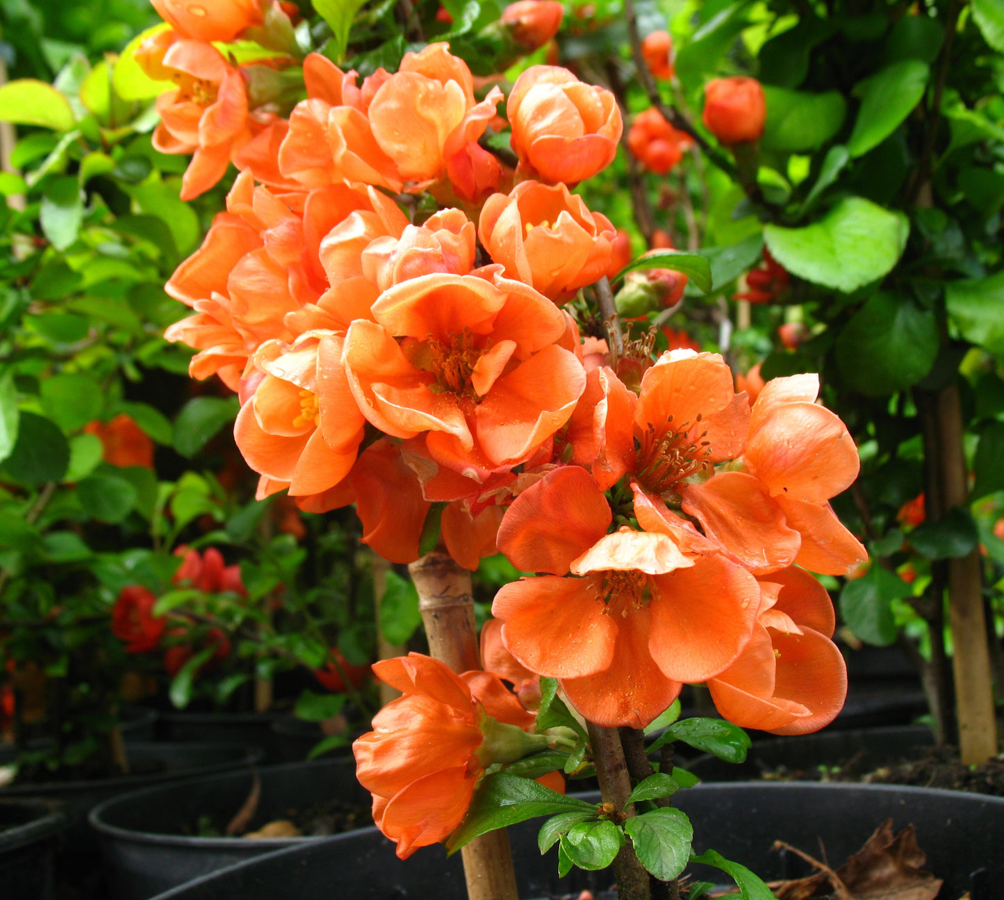 Chaenomeles "Cido"