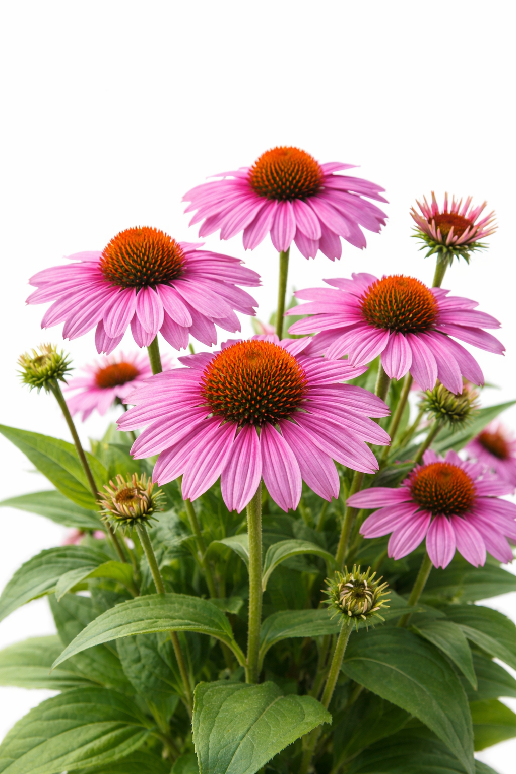 Roter Sonnenhut Echinacea Set Stauden winterhart blühfreudig