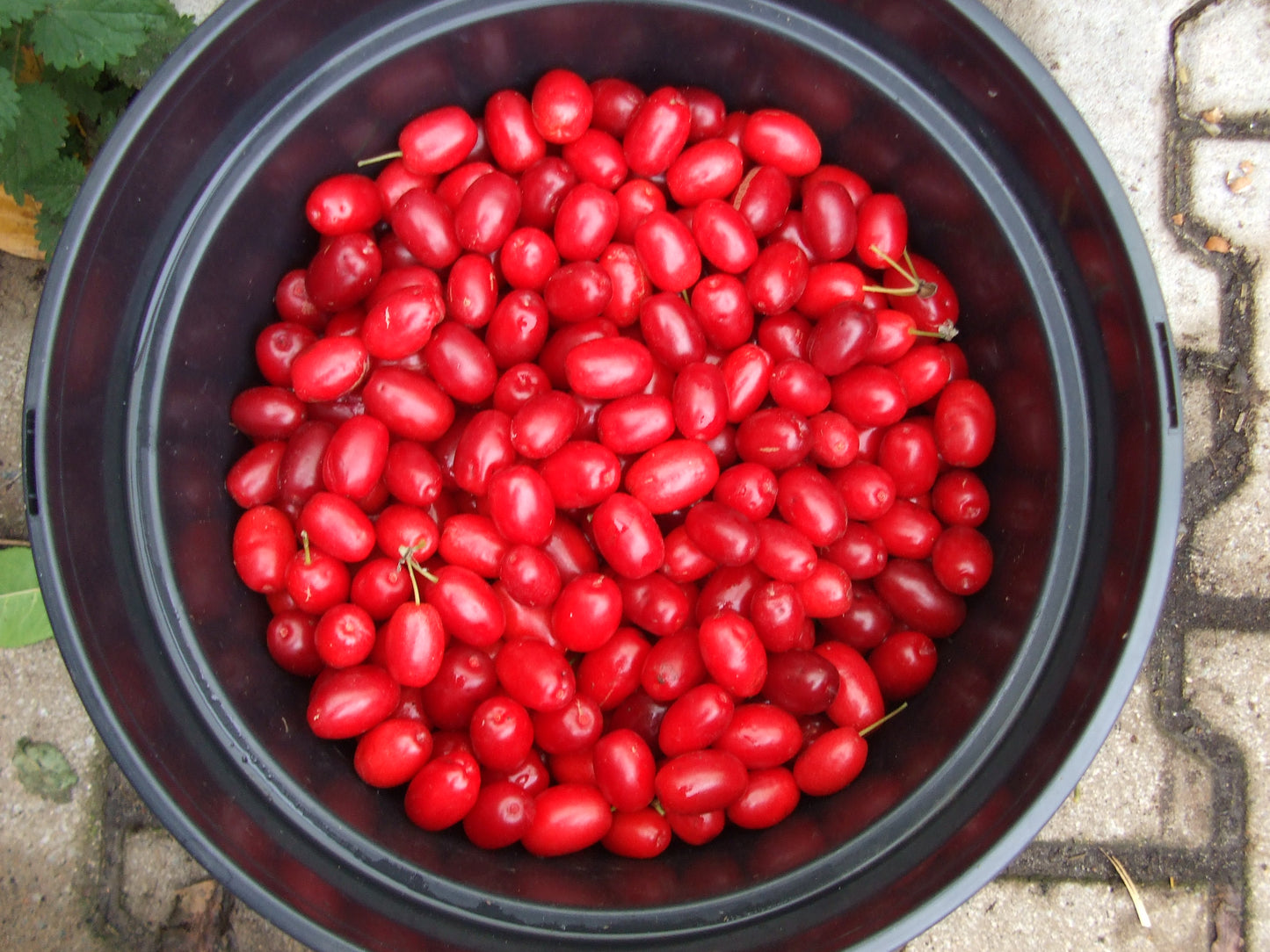 Veredelte Kornelkirsche 'Jolico', Cornus mas