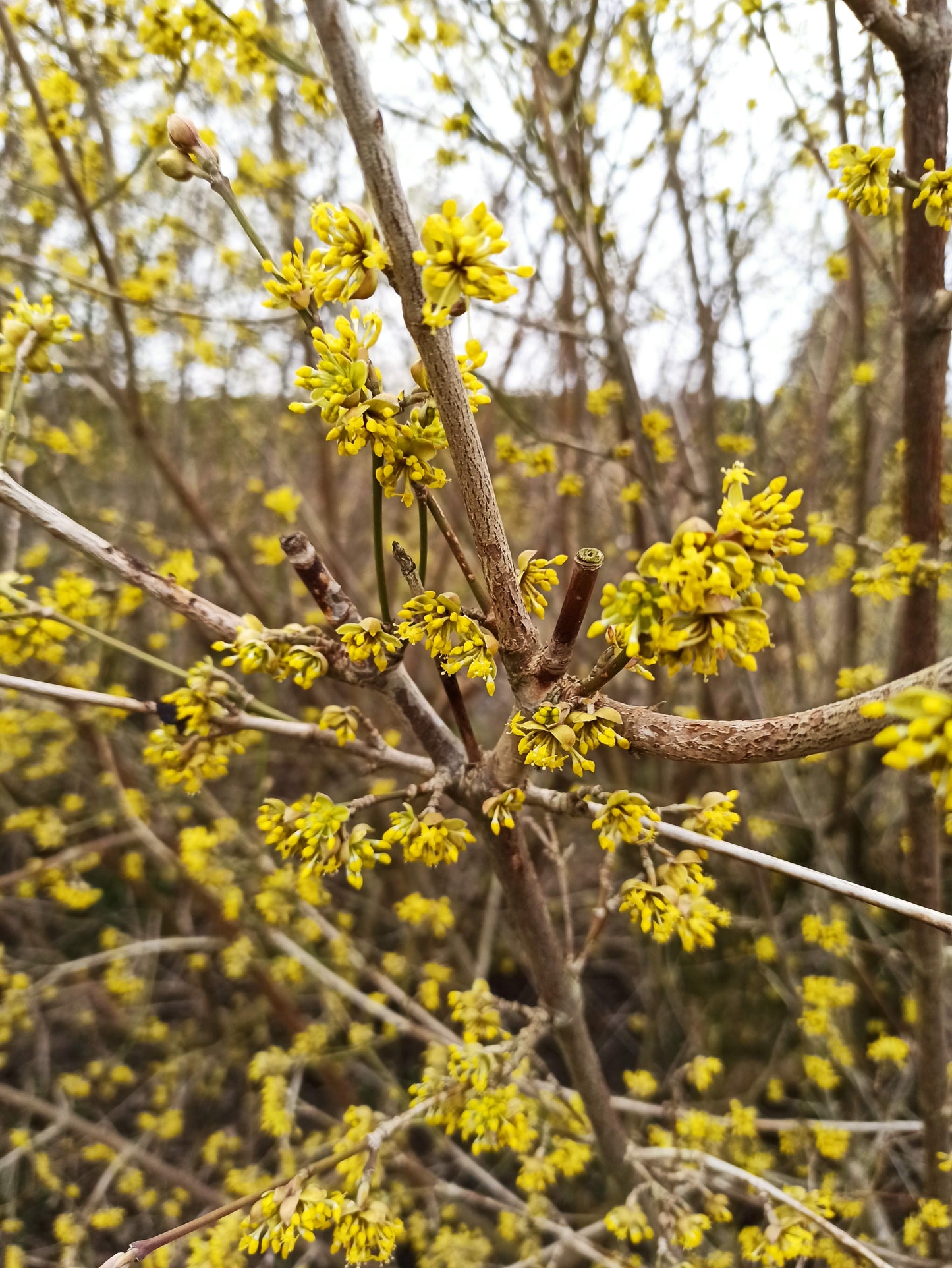 Veredelte Kornelkirsche 'Jolico', Cornus mas