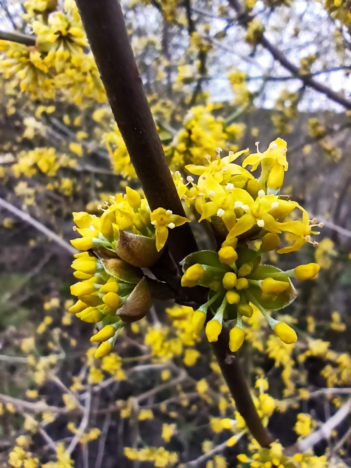 Veredelte Kornelkirsche 'Jolico', Cornus mas