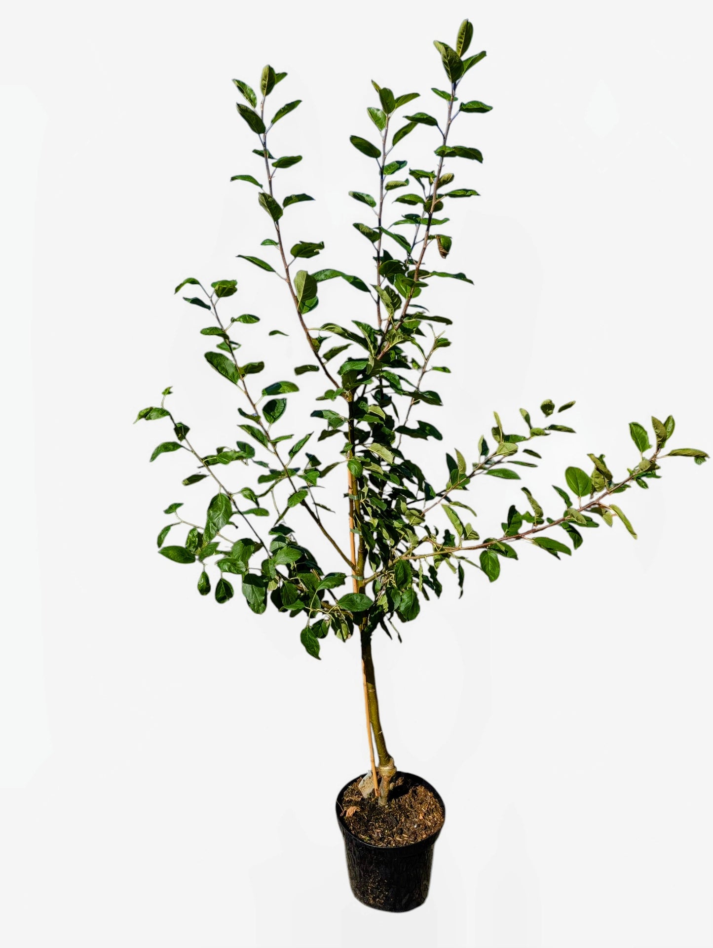 Apfelbaum Reglindis Apfelsorte schorfresistent robuste ertragreiche Pflanze