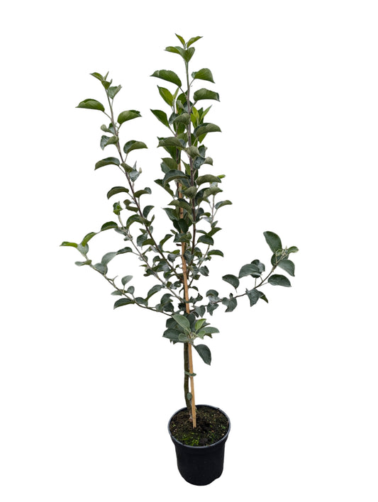 Duo-Apfelbaum Vista Bella und Gloster