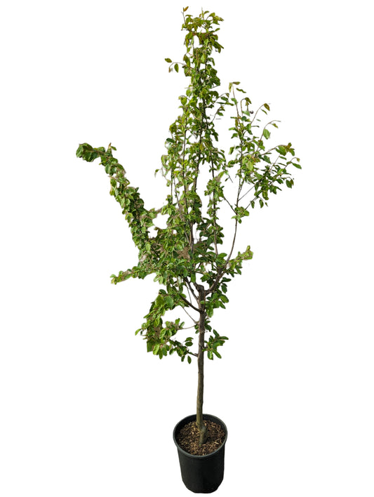 Duo-Baum 'Bunte Kirschpflaume Milanka' / Schlehe 'Reto'