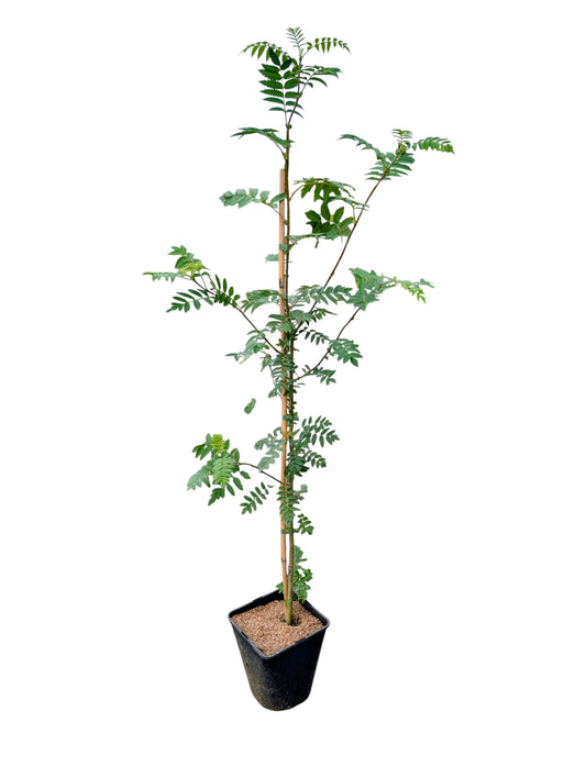 Eberesche-Vogelbeere Klimabaum