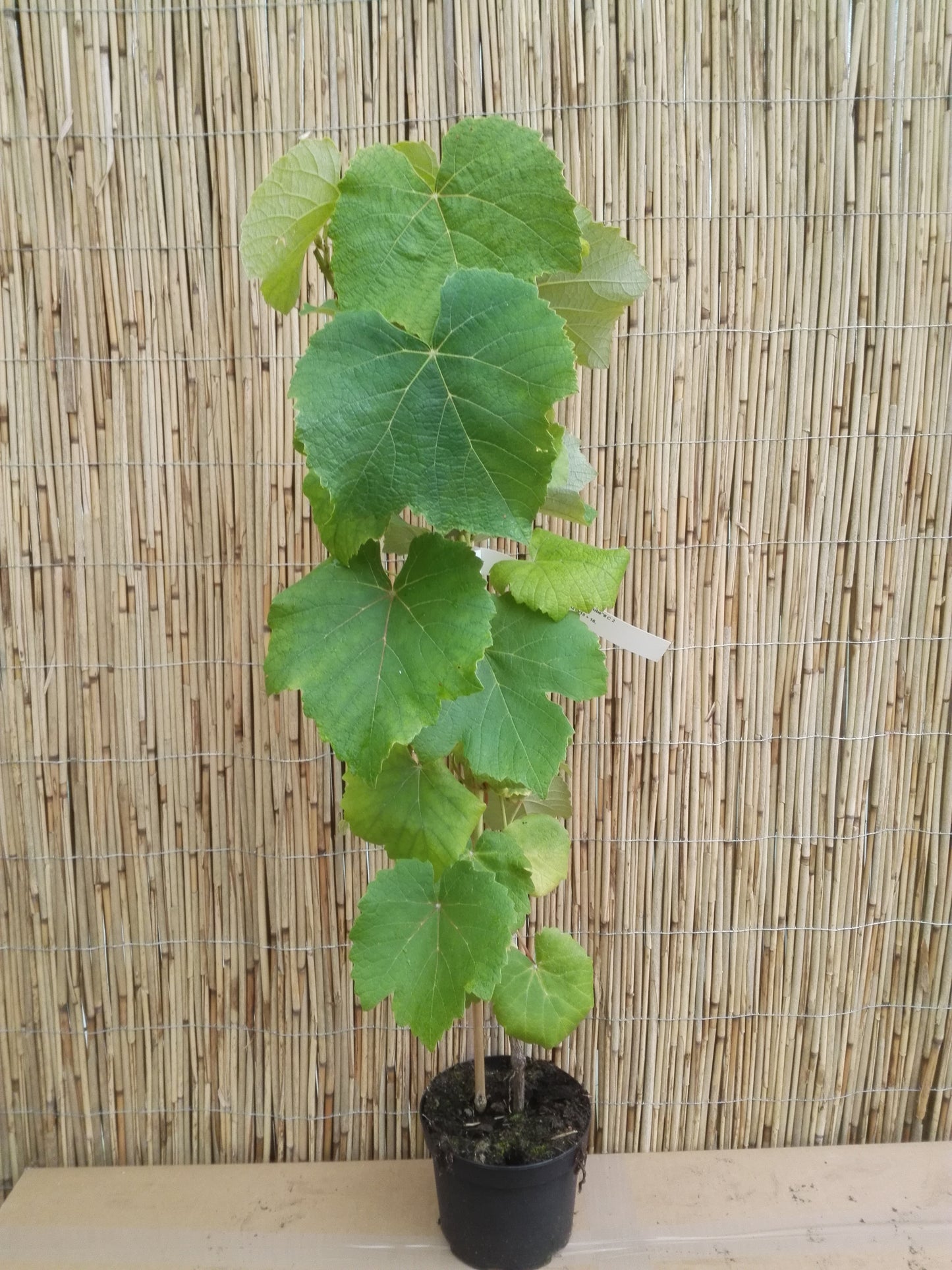 Tafeltraube 'Rhea'