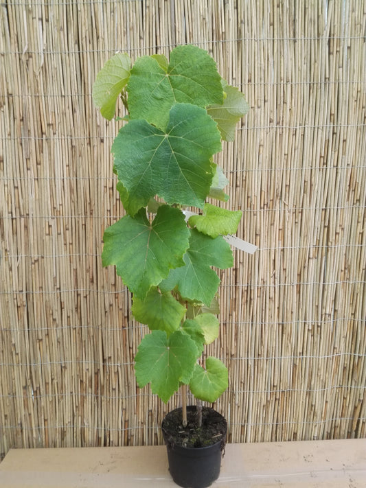 Tafeltraube 'Rhea'
